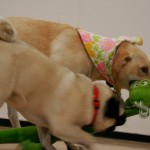 puppy-play-18