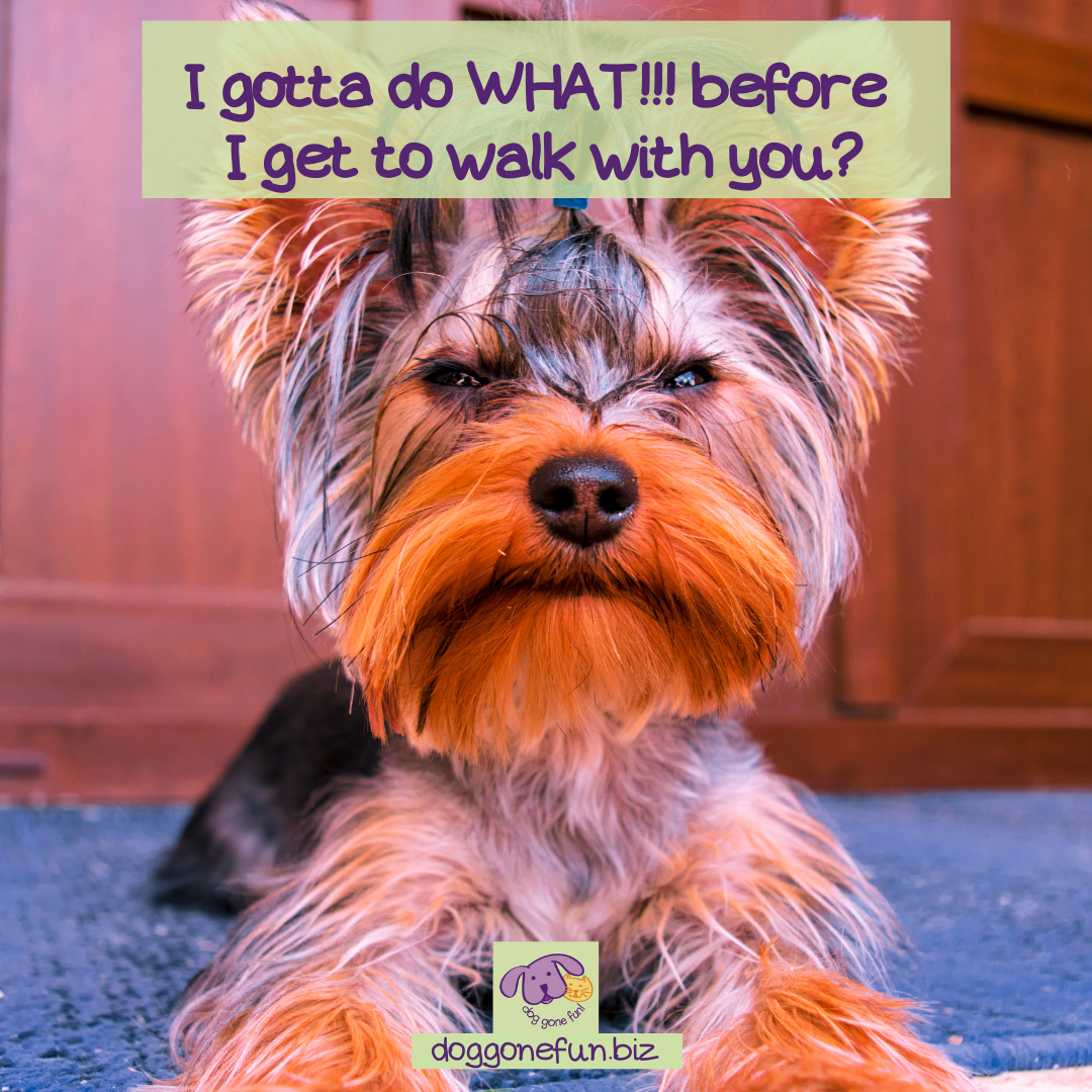 what-to-do-before-you-walk-best-dog-walks-ever-part-2-dog-gone