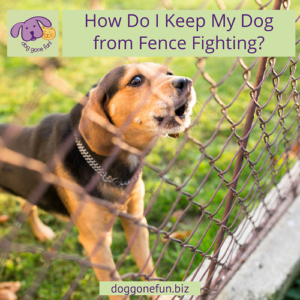 Dog Trainer, Colleen Shanahan, shares tips on how you can stop your dog or puppy from fence fighting with other dogs and/or chasing the neighborhood cats.