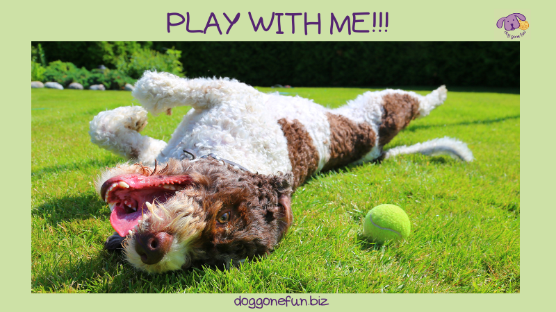 It's important to play with your puppy for the fun of it, but also to incorporate it into your dog training, too.