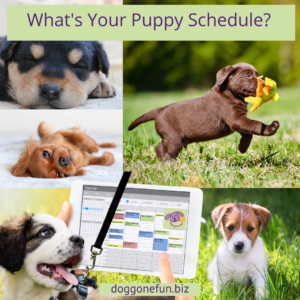 Puppies are happiest if they’re on a schedule that varies Busy Time with Quiet Time, so having a Puppy Schedule helps you keep track!
