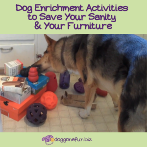 When your dog is stuck indoors, try these dog enrichments that engage all of your dog’s senses, so they don’t become bored, destructive or overly noisy. 