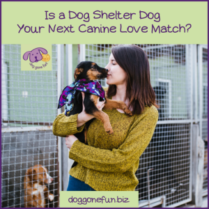Wondering if a dog shelter dog is right for you? Colleen shares some tips and resources that will help you meet your doggy love match at an animal shelter.  
