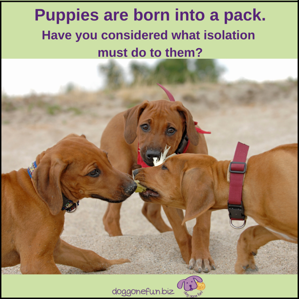 Here are some tips for introducing Puppy to his new Pack