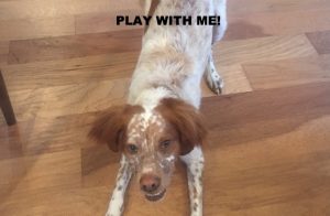 Learn how to play with your dog