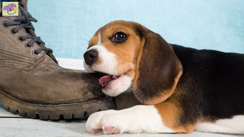 Dog Trainer, Colleen Shanahan, gives excellent advice on solving puppy biting and chewing through interrupting and redirecting puppy mischief, instead of via punishment.